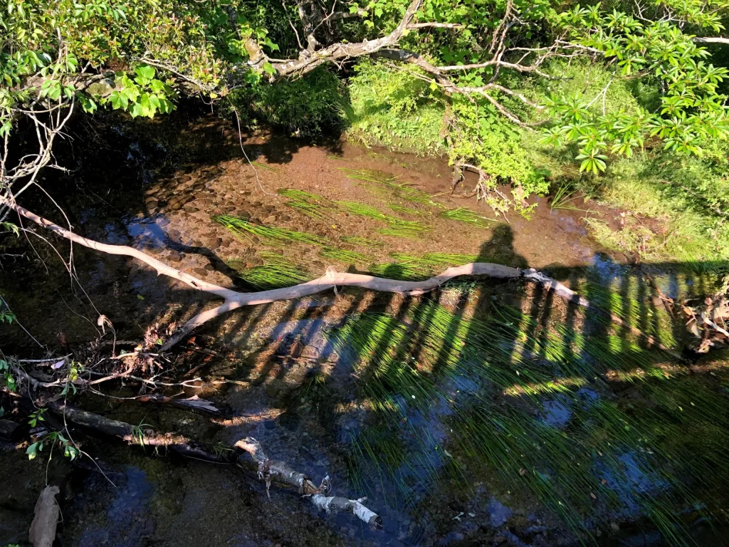 キャンプ場近くの川