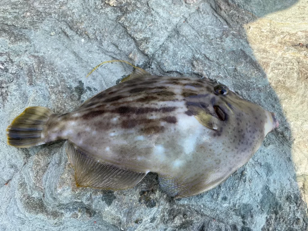 手のひらサイズのカワハギ