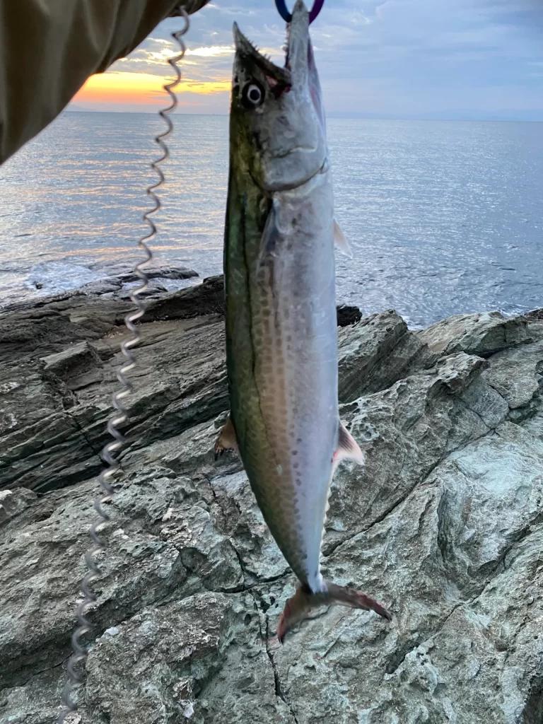 千々で釣れたサゴシ